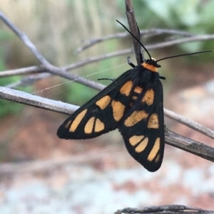 Amata (genus) at Holt, ACT - 25 Mar 2021 10:47 AM