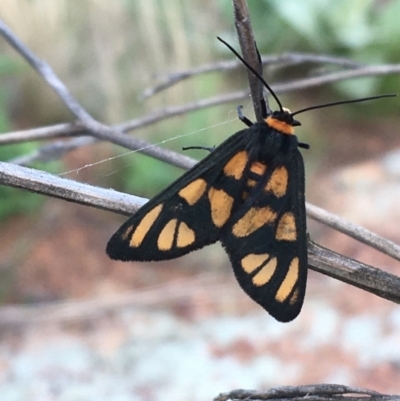 Amata (genus) (Handmaiden Moth) at Holt, ACT - 25 Mar 2021 by NedJohnston