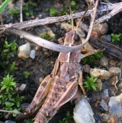 Phaulacridium vittatum (Wingless Grasshopper) at Holt, ACT - 25 Mar 2021 by NedJohnston