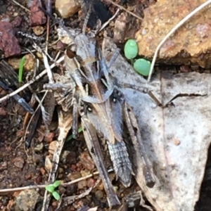 Oedaleus australis at Holt, ACT - 25 Mar 2021 10:57 AM