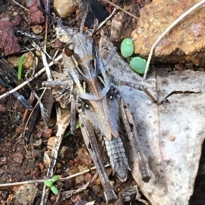 Oedaleus australis (Australian Oedaleus) at Woodstock Nature Reserve - 24 Mar 2021 by Ned_Johnston