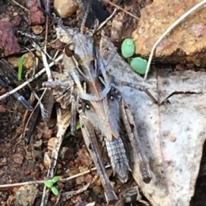 Oedaleus australis at Holt, ACT - 25 Mar 2021