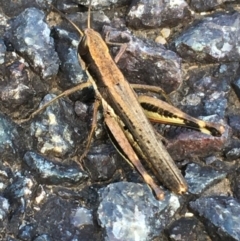 Macrotona securiformis (Inland Macrotona) at Holt, ACT - 25 Mar 2021 by NedJohnston