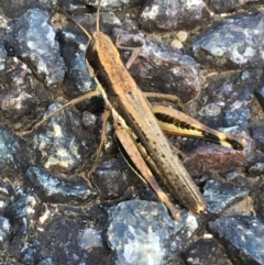 Macrotona securiformis (Inland Macrotona) at Woodstock Nature Reserve - 25 Mar 2021 by Ned_Johnston