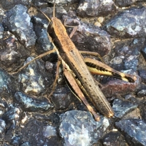 Macrotona securiformis at Holt, ACT - 25 Mar 2021