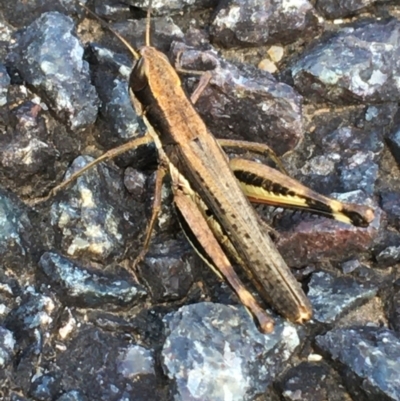 Macrotona securiformis (Inland Macrotona) at Holt, ACT - 25 Mar 2021 by Ned_Johnston