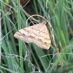 Scopula rubraria (Reddish Wave, Plantain Moth) at Holt, ACT - 25 Mar 2021 by NedJohnston