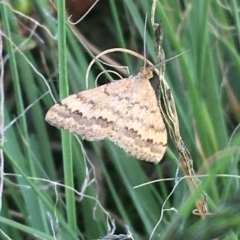 Scopula rubraria (Plantain Moth) at Holt, ACT - 25 Mar 2021 by Ned_Johnston