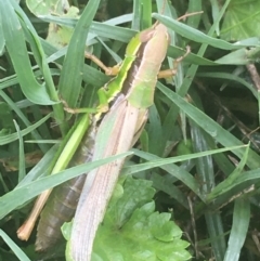 Bermius brachycerus (A grasshopper) at Tharwa Bridge - 25 Mar 2021 by NedJohnston