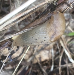 Ambigolimax nyctelia (Striped Field Slug) at Tharwa, ACT - 25 Mar 2021 by Ned_Johnston