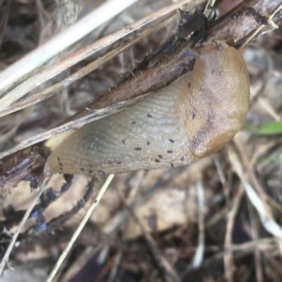 Ambigolimax nyctelia (Striped Field Slug) at Tharwa Bridge - 25 Mar 2021 by Ned_Johnston