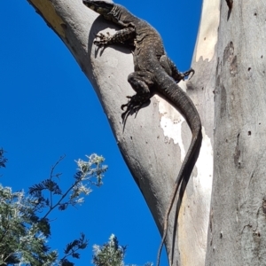 Varanus varius at Hall, ACT - 25 Mar 2021