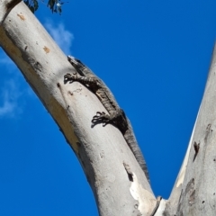 Varanus varius at Hall, ACT - 25 Mar 2021