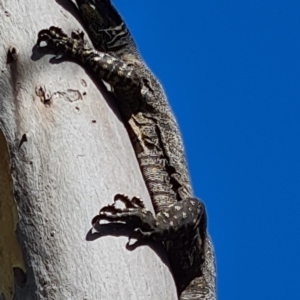 Varanus varius at Hall, ACT - 25 Mar 2021