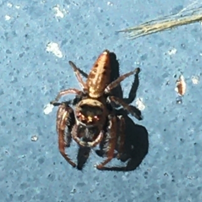 Opisthoncus grassator (Jumping spider) at Cotter Reserve - 25 Mar 2021 by Ned_Johnston