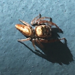 Opisthoncus grassator at Paddys River, ACT - 25 Mar 2021 11:57 AM