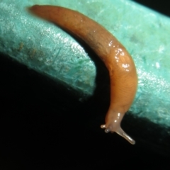 Deroceras laeve (Marsh Slug) at Flynn, ACT - 22 Mar 2021 by Christine