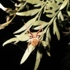 Hortophora sp. (genus) (Garden orb weaver) at Flynn, ACT - 21 Mar 2021 by Christine