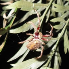 Hortophora sp. (genus) at Flynn, ACT - 21 Mar 2021