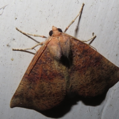 Mnesampela privata (Autumn Gum Moth) at Flynn, ACT - 23 Mar 2021 by Christine