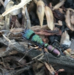 Rhytidoponera metallica (Greenhead ant) at Woodstock Nature Reserve - 24 Mar 2021 by Ned_Johnston