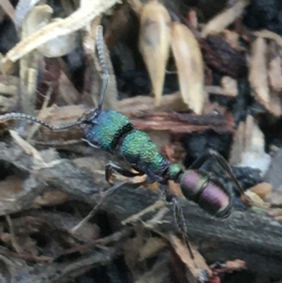 Rhytidoponera metallica (Greenhead ant) at Holt, ACT - 25 Mar 2021 by NedJohnston