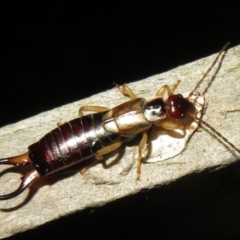 Forficula auricularia (European Earwig) at Flynn, ACT - 24 Mar 2021 by Christine