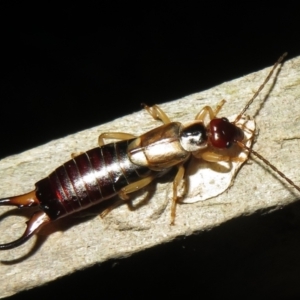 Forficula auricularia at Flynn, ACT - 24 Mar 2021 10:02 PM