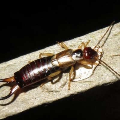 Forficula auricularia (European Earwig) at Flynn, ACT - 24 Mar 2021 by Christine