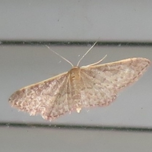 Idaea inversata at Flynn, ACT - 24 Mar 2021 10:02 PM