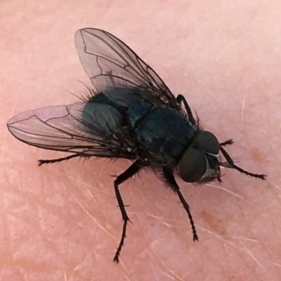 Tachinidae (family) (Unidentified Bristle fly) at Holt, ACT - 24 Mar 2021 by Ned_Johnston