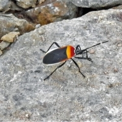 Dindymus versicolor (Harlequin Bug) at Point Hut to Tharwa - 25 Mar 2021 by JohnBundock