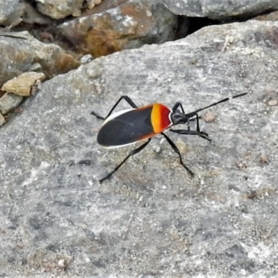 Dindymus versicolor (Harlequin Bug) at Tharwa, ACT - 25 Mar 2021 by JohnBundock