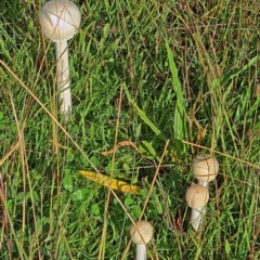 Macrolepiota sp. at National Arboretum Woodland - 24 Mar 2021 by galah681