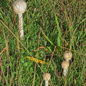 Macrolepiota sp. at Molonglo Valley, ACT - 25 Mar 2021