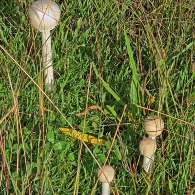 Macrolepiota sp. at Molonglo Valley, ACT - 24 Mar 2021 by galah681