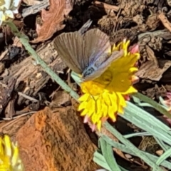 Zizina otis (Common Grass-Blue) at Molonglo Valley, ACT - 25 Mar 2021 by galah681