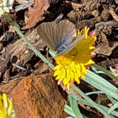 Zizina otis (Common Grass-Blue) at National Arboretum Woodland - 25 Mar 2021 by galah681