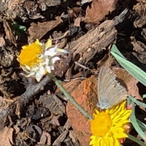 Zizina otis at National Arboretum Woodland - 25 Mar 2021 11:29 AM