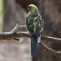 Platycercus elegans flaveolus (Yellow Rosella) at Splitters Creek, NSW - 16 Mar 2021 by PaulF