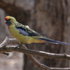 Platycercus elegans flaveolus at Splitters Creek, NSW - 17 Mar 2021