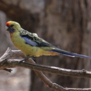 Platycercus elegans flaveolus at Splitters Creek, NSW - 17 Mar 2021