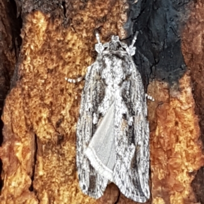 Agriophara platyscia (A Flat-bodied moth (Depressidae) at Latham, ACT - 25 Mar 2021 by trevorpreston