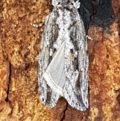 Agriophara platyscia at Latham, ACT - 25 Mar 2021 04:23 PM