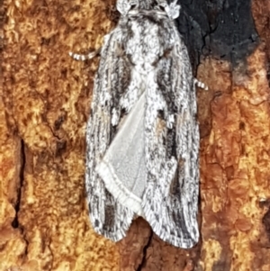 Agriophara platyscia at Latham, ACT - 25 Mar 2021