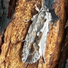 Agriophara platyscia at Latham, ACT - 25 Mar 2021 04:23 PM