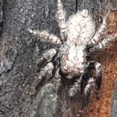 Servaea sp. (genus) (Unidentified Servaea jumping spider) at Latham, ACT - 25 Mar 2021 by trevorpreston