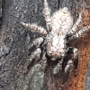 Servaea sp. (genus) at Latham, ACT - 25 Mar 2021 04:23 PM