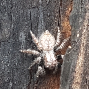 Servaea sp. (genus) at Latham, ACT - 25 Mar 2021