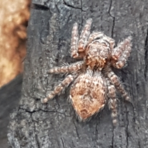 Servaea sp. (genus) at Latham, ACT - 25 Mar 2021 04:23 PM